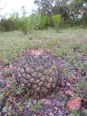 Coryphantha poselgeriana