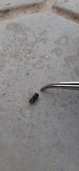 Diptera