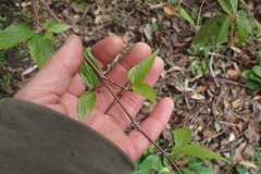 Viburnum erubescens