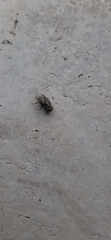 Diptera