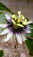 Apis mellifera
