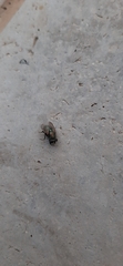 Diptera