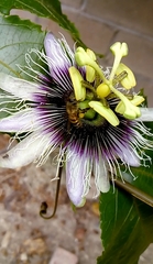 Apis mellifera