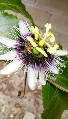 Apis mellifera