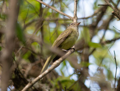 Myiopagis viridicata