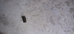 Diptera