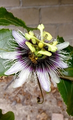 Apis mellifera