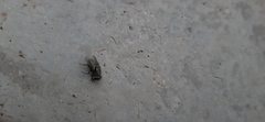 Diptera