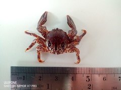 Allopetrolisthes spinifrons