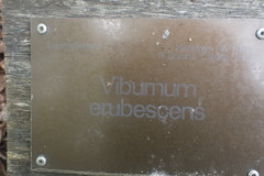 Viburnum erubescens