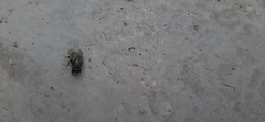 Diptera