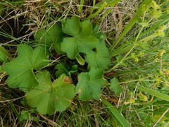 Alchemilla crinita