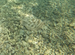 Urobatis maculatus