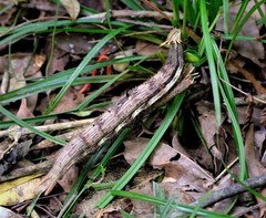 Caligo beltrao