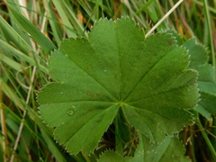 Alchemilla crinita