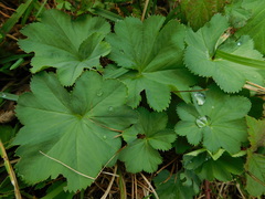 Alchemilla coriacea