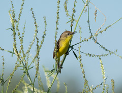 Pseudocolopteryx dinelliana