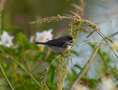 Sporophila caerulescens