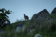 Osphranter robustus robustus