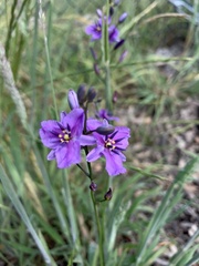 Arthropodium strictum