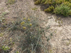 Eremocharis fruticosa