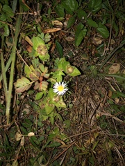 Ampelaster carolinianus