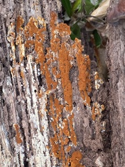 Botryobasidium aureum