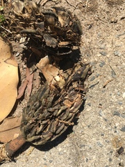 Magnolia grandiflora