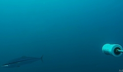 Elagatis bipinnulata