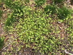 Stellaria apetala