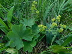 Alchemilla xanthochlora