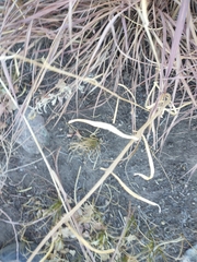Asclepias engelmanniana