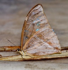 Morpho aega aega