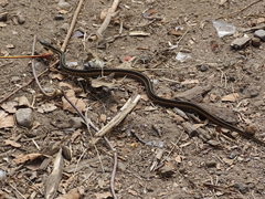 Thamnophis sirtalis sirtalis