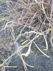 Asclepias engelmanniana