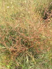 Rumex dumosus