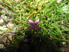 Houstonia rubra