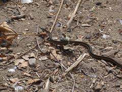 Thamnophis sirtalis sirtalis