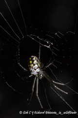 Leucauge argentina