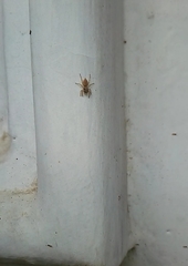 Salticinae