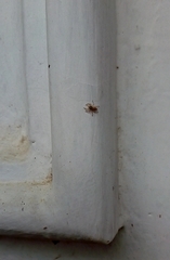 Salticinae