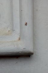 Salticinae