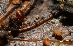 Pergamasus