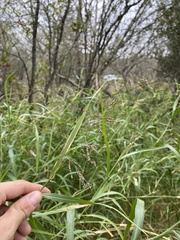 Panicum antidotale