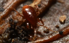 Pergamasus