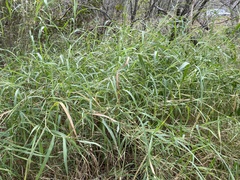 Panicum antidotale