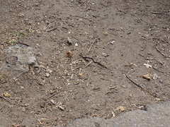 Thamnophis sirtalis sirtalis