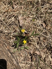 Ranunculus fascicularis