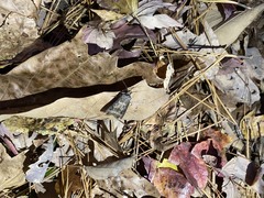 Lepidoptera