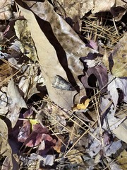 Lepidoptera
